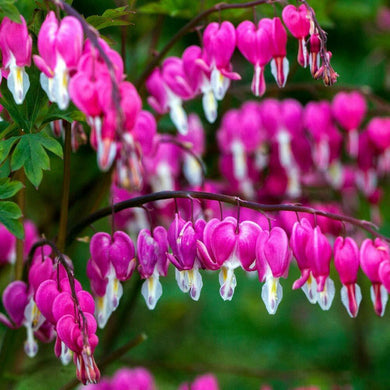 25 Bright Pink Purple Bleeding Heart Seeds - Seed World