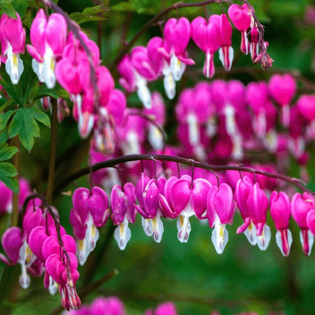 25 Bright Pink Purple Bleeding Heart Seeds - Seed World