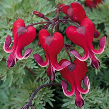 25 Bright Red Bleeding Heart Seeds - Seed World