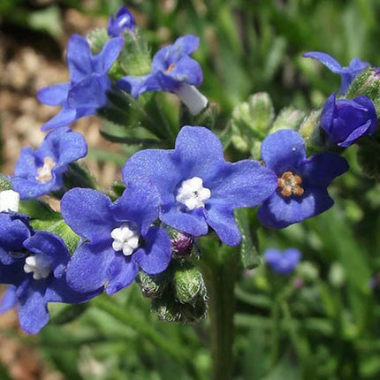 25 Bugloss (Anchusa Capensis Blue Angel) Seeds - Seed World