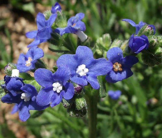 25 Bugloss (Anchusa Capensis Blue Angel) Seeds - Seed World