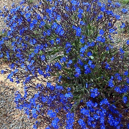 25 Bugloss (Anchusa Capensis Blue Angel) Seeds - Seed World