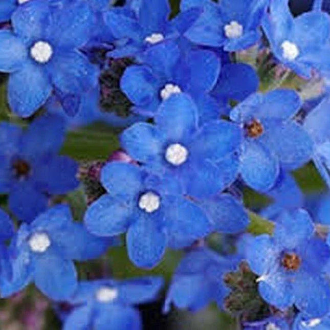 25 Bugloss (Anchusa Capensis Blue Angel) Seeds - Seed World