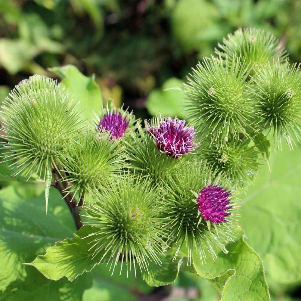 25 Burdock Seeds - Seed World