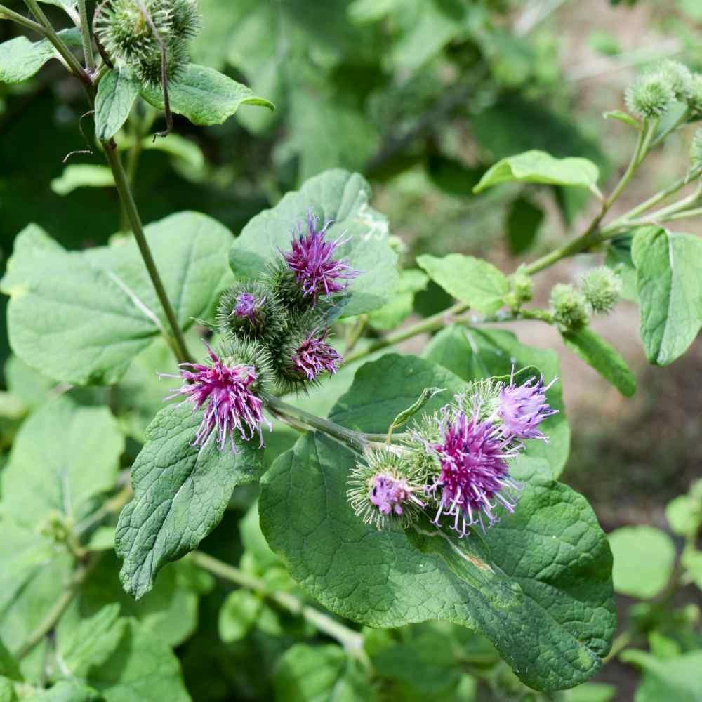 25 Burdock Seeds - Seed World