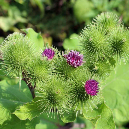 25 Burdock Seeds - Seed World