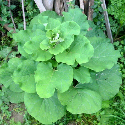25 Burdock Seeds - Seed World