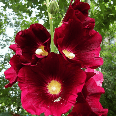 25 Burgundy Red Hollyhock Seeds - Seed World