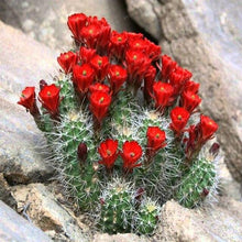 25 Cactus  Mix Seeds - Seed World