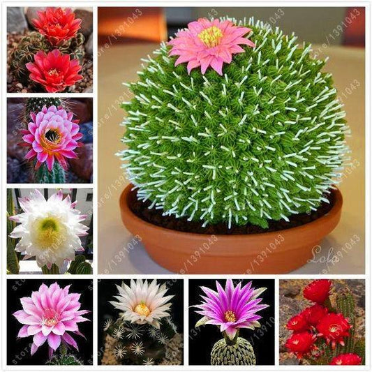 25 Cactus  Mix Seeds - Seed World