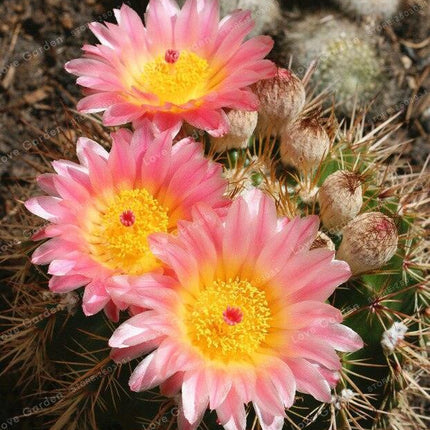 25 Cactus Mix Seeds - Seed World