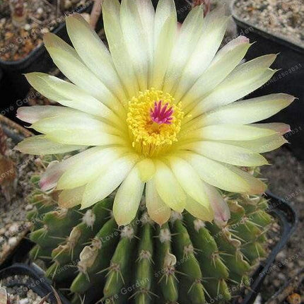 25 Cactus Mix Seeds - Seed World