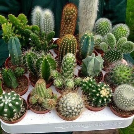 25 Cactus Mix Seeds - Seed World