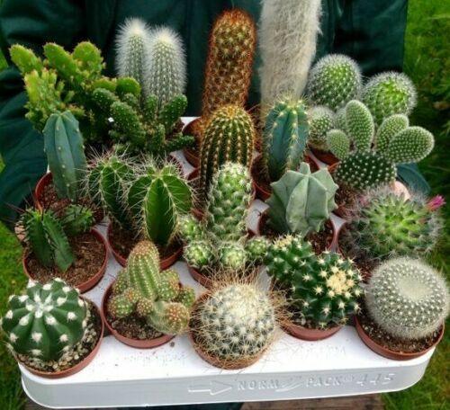 25 Cactus Mix Seeds - Seed World