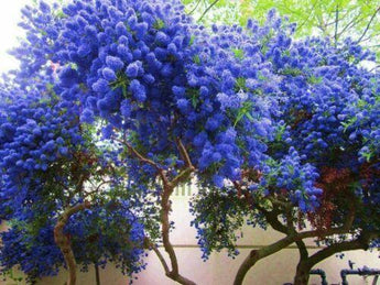 25 California Lilac Tree Seeds - Seed World
