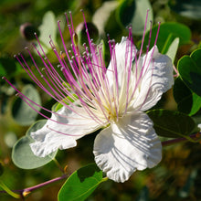 25 Capparis Bush Spinosa Seeds - Seed World