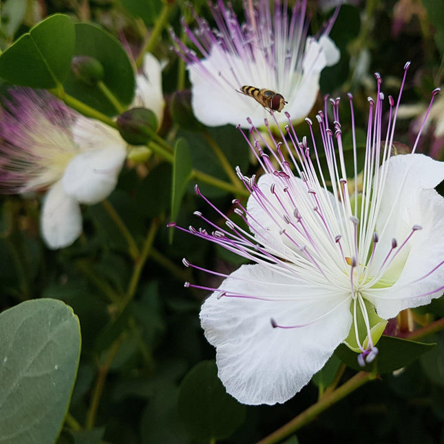 25 Capparis Bush Spinosa Seeds - Seed World