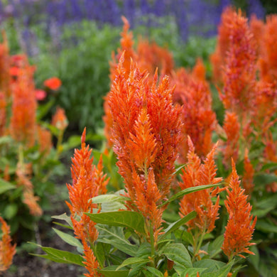 25 Celosia Plumosa Glitters Orange Seeds - Seed World