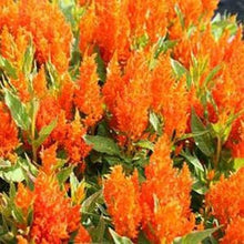 25 Celosia Plumosa Glitters Orange Seeds - Seed World