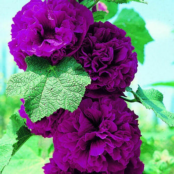 25 Chaters Double Violet Hollyhock Seeds - Seed World