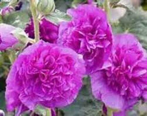 25 Chaters Double Violet Hollyhock Seeds - Seed World