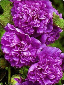 25 Chaters Double Violet Hollyhock Seeds - Seed World
