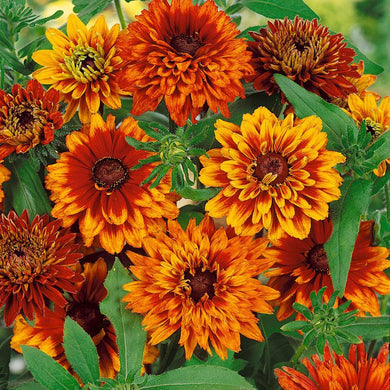 25 Cherokee Sunset Rudbeckia Seeds - Seed World