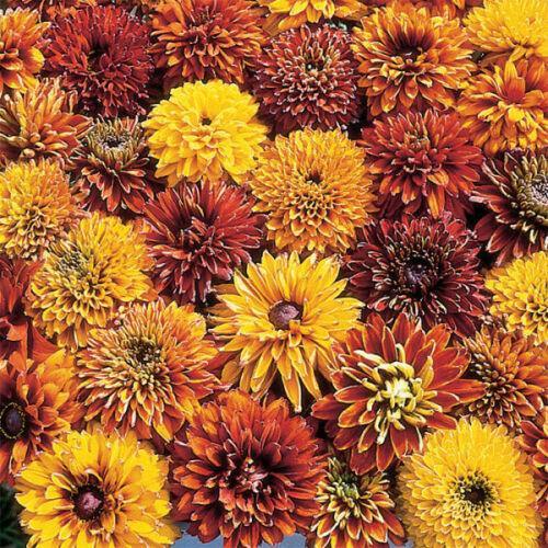 25 Cherokee Sunset Rudbeckia Seeds - Seed World