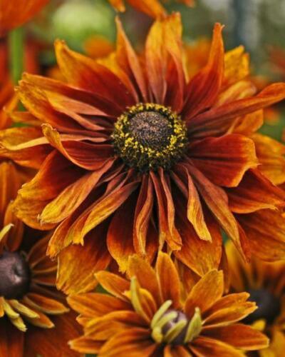 25 Cherokee Sunset Rudbeckia Seeds - Seed World
