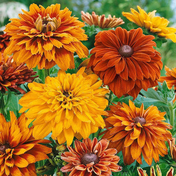 25 Cherokee Sunset Rudbeckia Seeds - Seed World