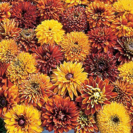 25 Cherokee Sunset Rudbeckia Seeds - Seed World