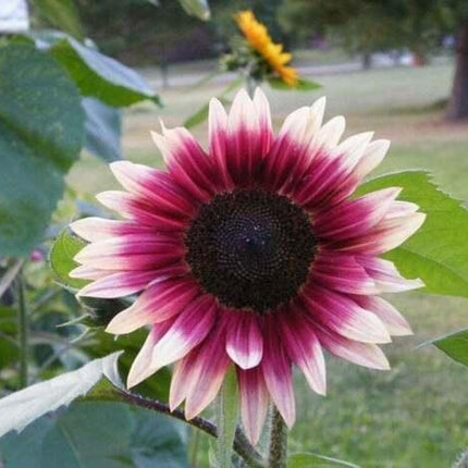 25 Cherry Rose Sunflower Seeds - Seed World