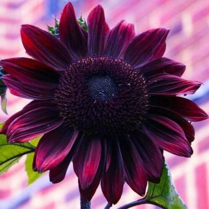 25 Chocolate Cherry Sunflower Seeds - Seed World