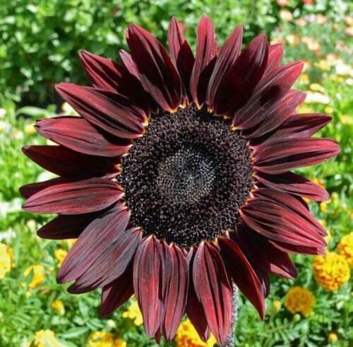 25 Chocolate Cherry Sunflower Seeds - Seed World
