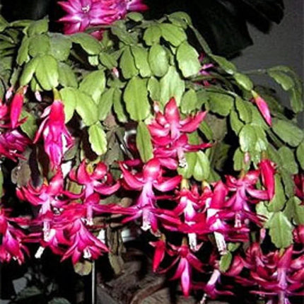 25 Christmas Cactus Seeds - Thanksgiving Cactus - Seed World