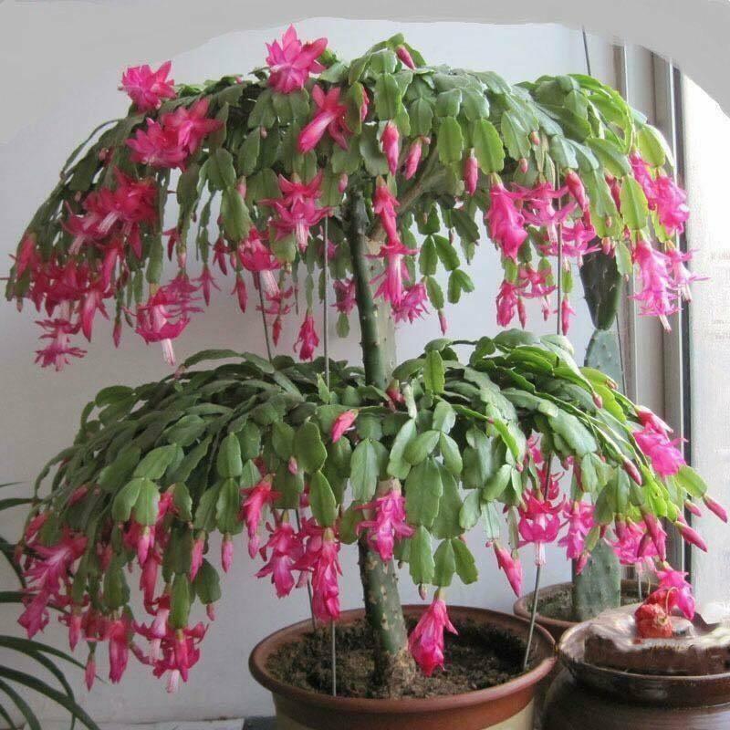 25 Christmas Cactus Seeds - Thanksgiving Cactus - Seed World