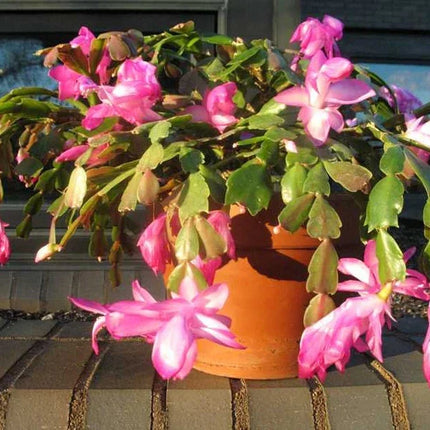 25 Christmas Cactus Seeds - Thanksgiving Cactus - Seed World