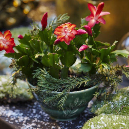 25 Christmas Cactus Seeds - Thanksgiving Cactus - Seed World