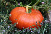 25 Cinderella Pumpkin Seeds - Seed World