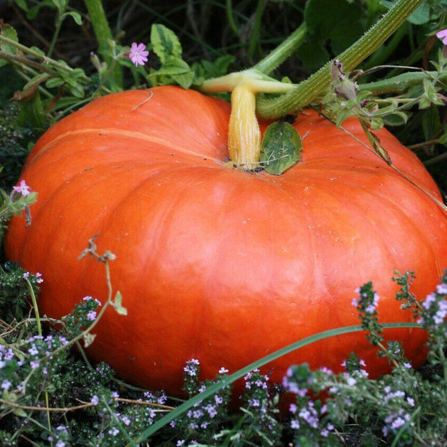 25 Cinderella Pumpkin Seeds - Seed World