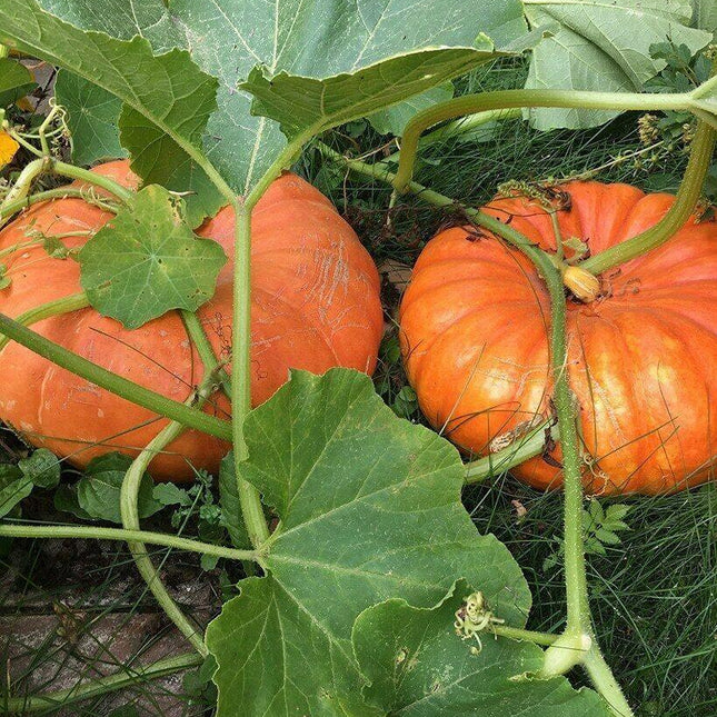 25 Cinderella Pumpkin Seeds - Seed World