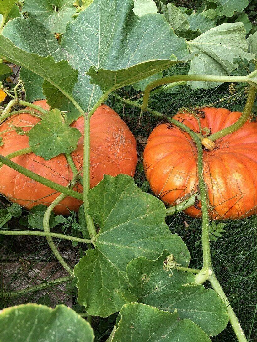 25 Cinderella Pumpkin Seeds - Seed World
