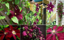 25 Clematis Red Wine Burgundy Vine Seeds - Seed World