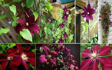 25 Clematis Red Wine Burgundy Vine Seeds - Seed World