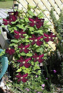 25 Clematis Red Wine Burgundy Vine Seeds - Seed World