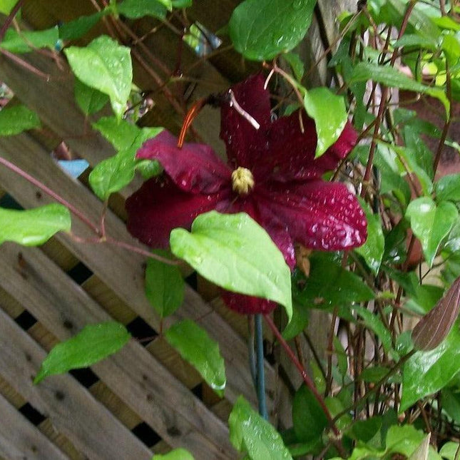 25 Clematis Red Wine Burgundy Vine Seeds - Seed World