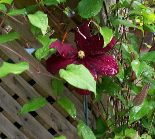 25 Clematis Red Wine Burgundy Vine Seeds - Seed World