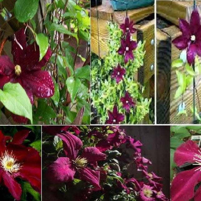 25 Clematis Red Wine Burgundy Vine Seeds - Seed World
