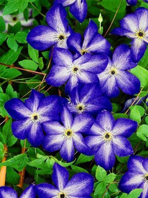 25 Climbing Clematis vine flower seeds - Seed World