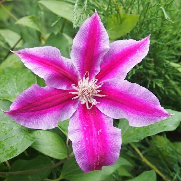 25 Climbing Clematis vine flower seeds - Seed World